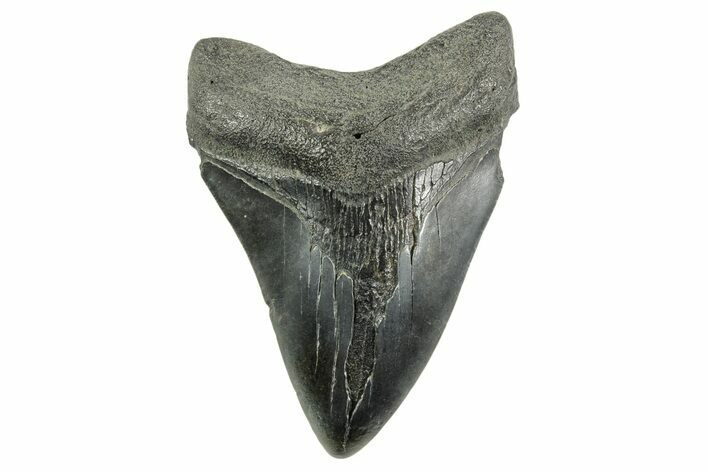 Fossil Megalodon Tooth - South Carolina #365792